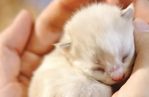 Kitten Care Guide: Essential Tips for New Owners