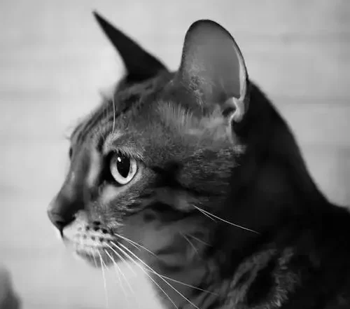 Happy cat receiving care